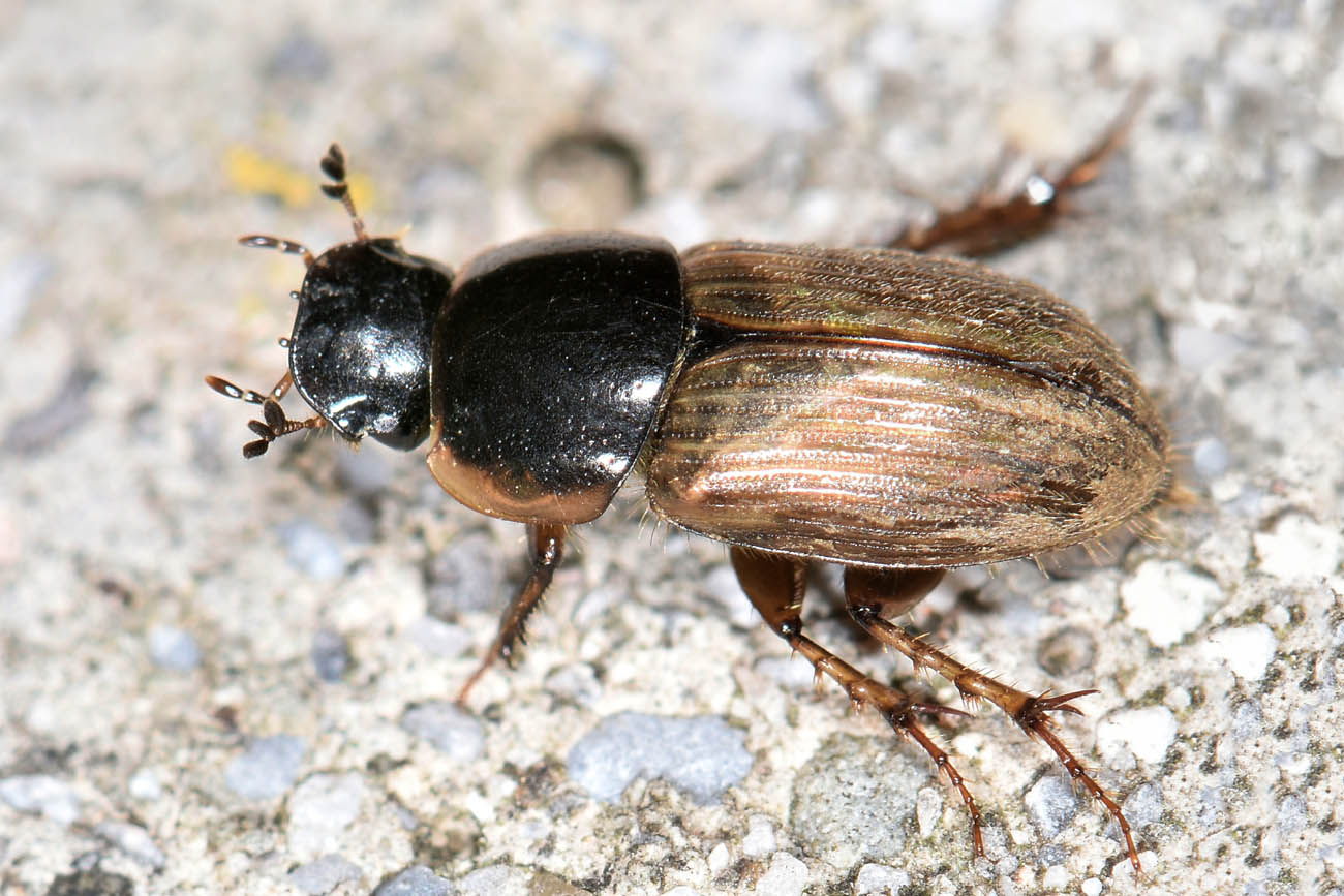 Aphodiidae: Melinopterus prodromus m & f ?  Sì !